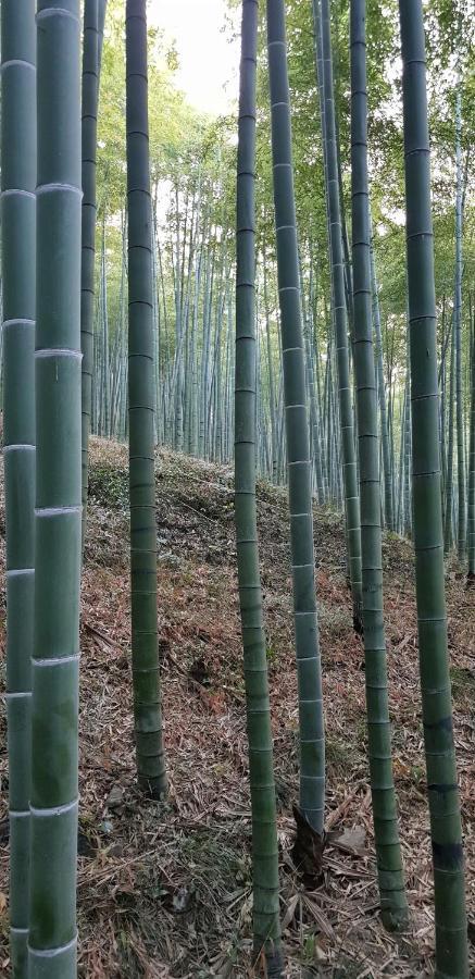 Moganshan Bamboo View Guesthouse Deqing Exteriör bild